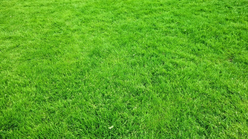 Steps for Properly Maintaining Your Lawn During the Spring Season